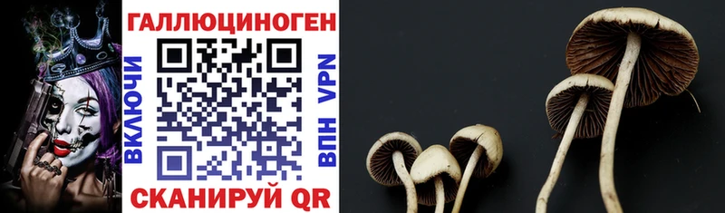 мега как войти  Чайковский  Галлюциногенные грибы Magic Shrooms 